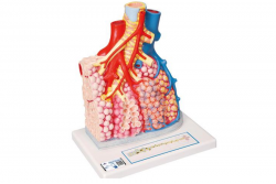 Model płata płucnego z otaczającymi naczyniami krwionośnymi - 130-krotne powiększenie - 3B Smart Anatomy 1008493 G60